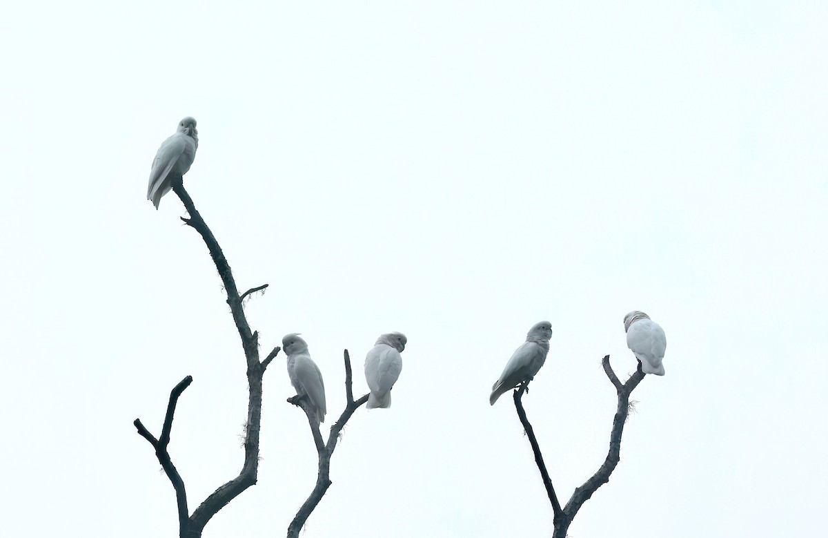 Какаду танімбарський - ML644049686