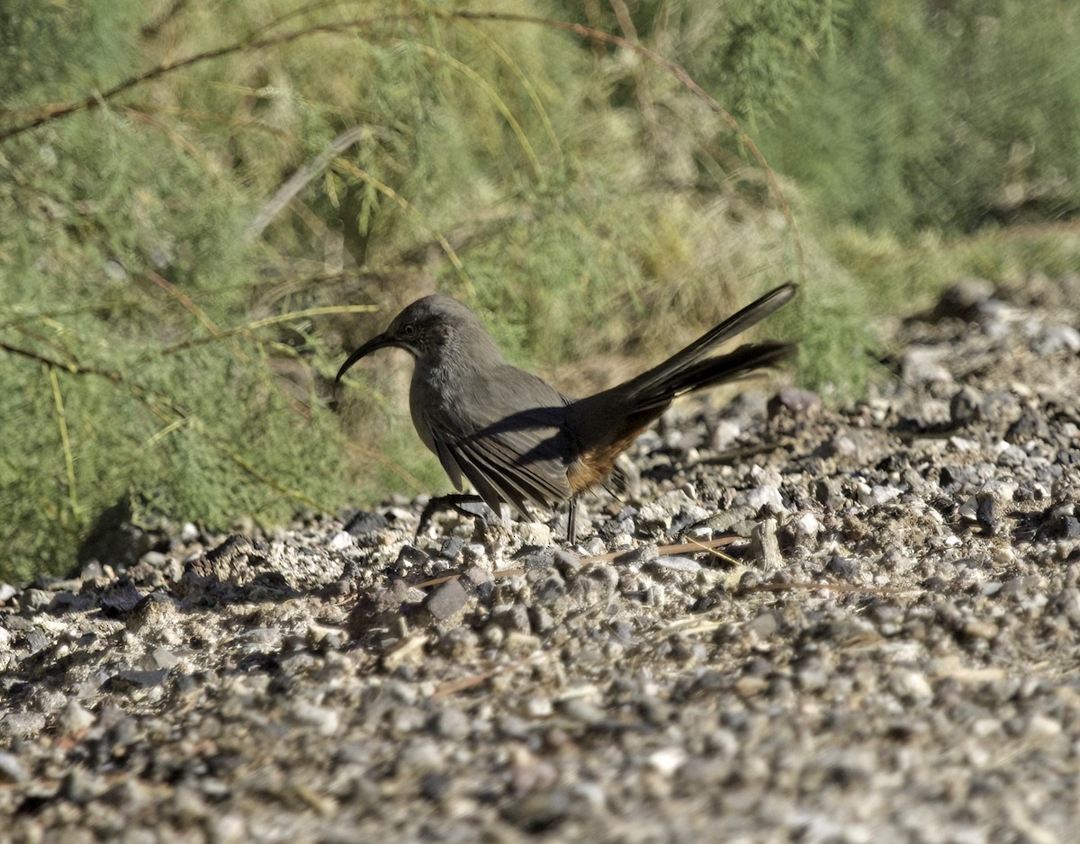 Crissal Thrasher - ML644049713