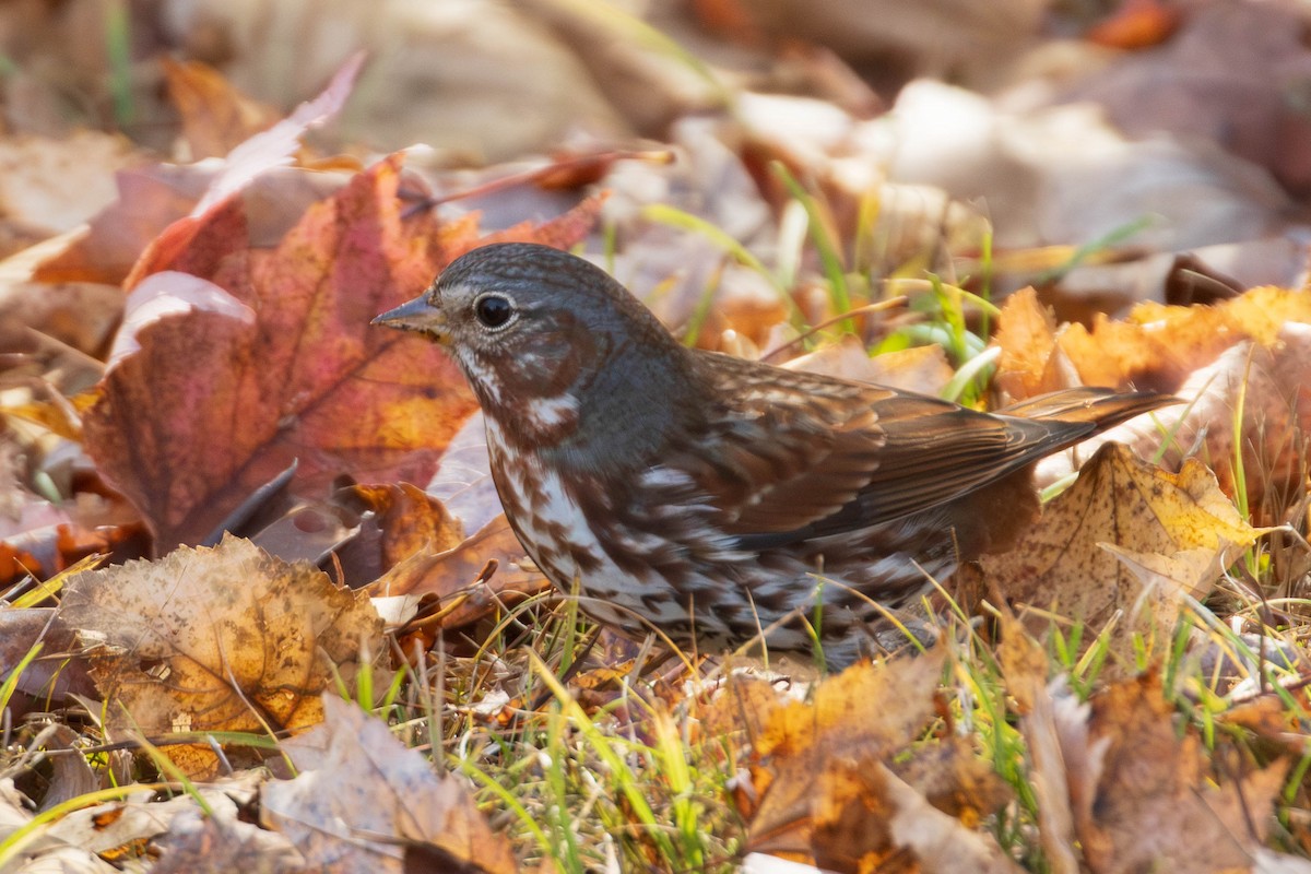 Fox Sparrow - ML644049740