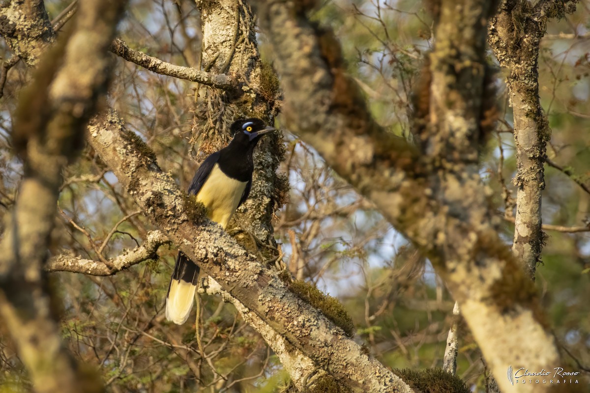 Plush-crested Jay - ML644049741