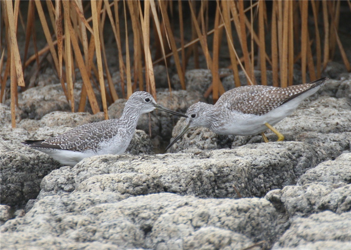 Lesser Yellowlegs - ML644049752