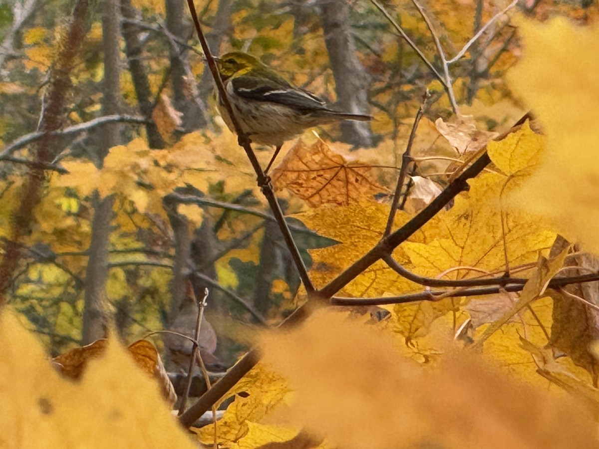 Black-throated Green Warbler - ML644049762