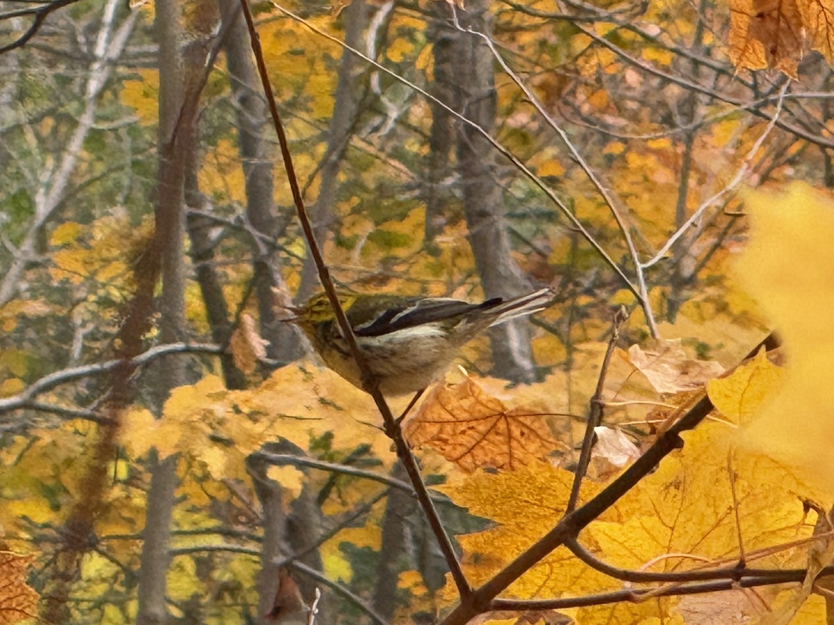 Black-throated Green Warbler - ML644049763
