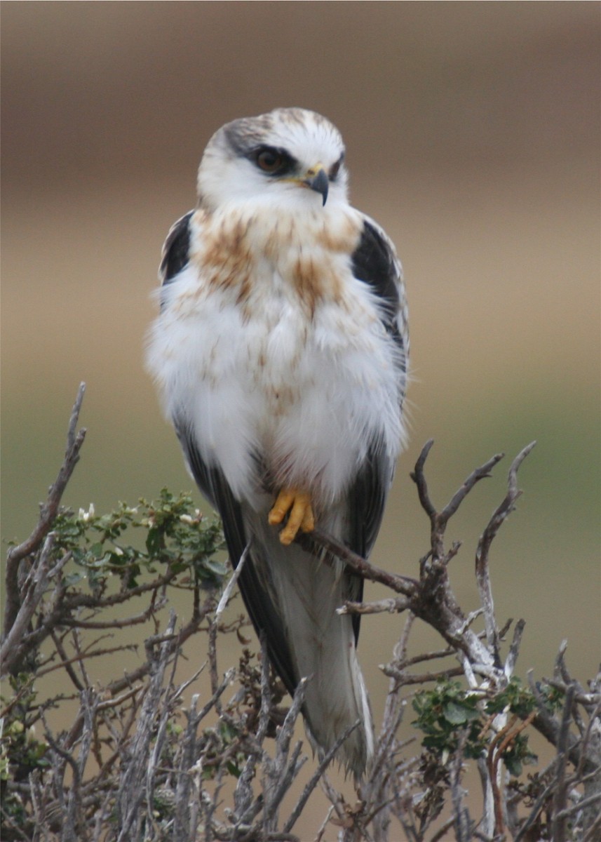 White-tailed Kite - ML644049767