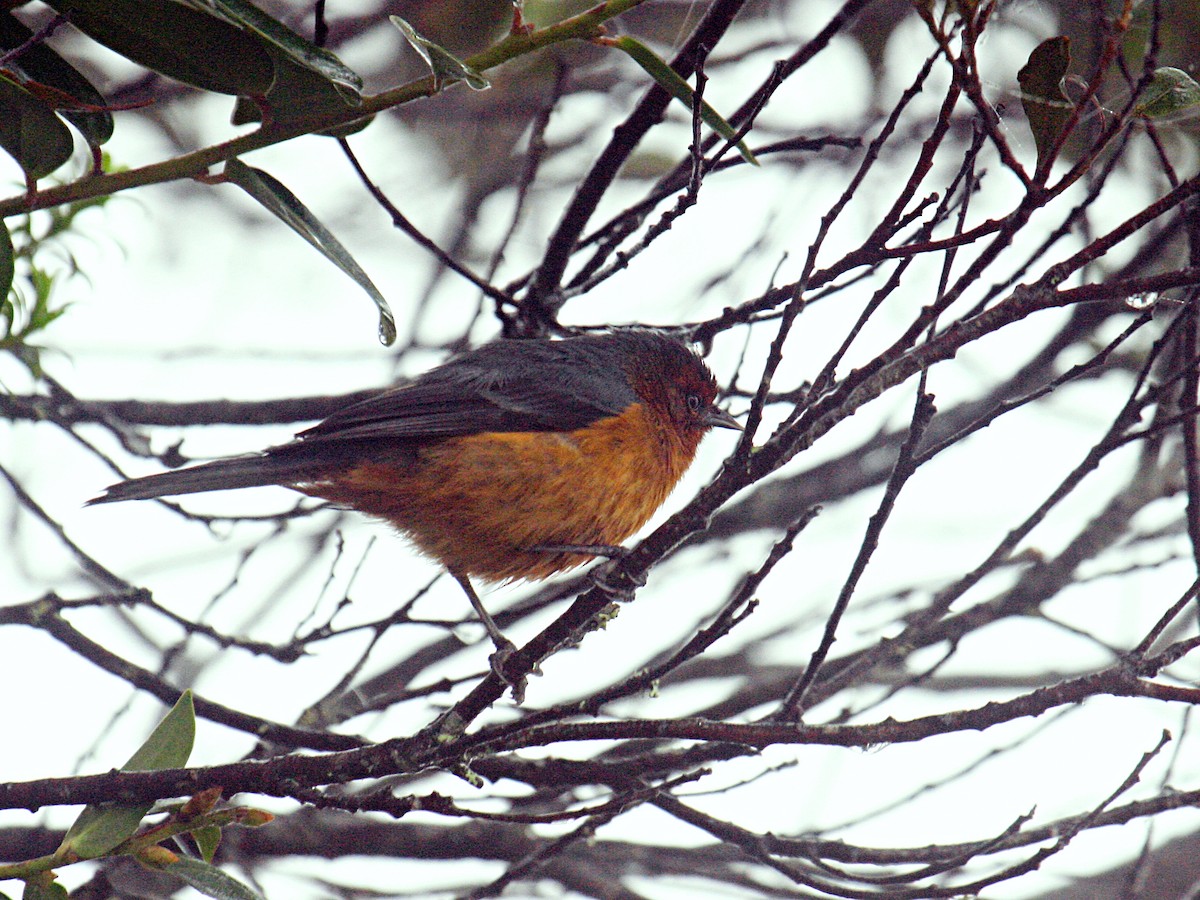 Rufous-browed Conebill - ML644049769