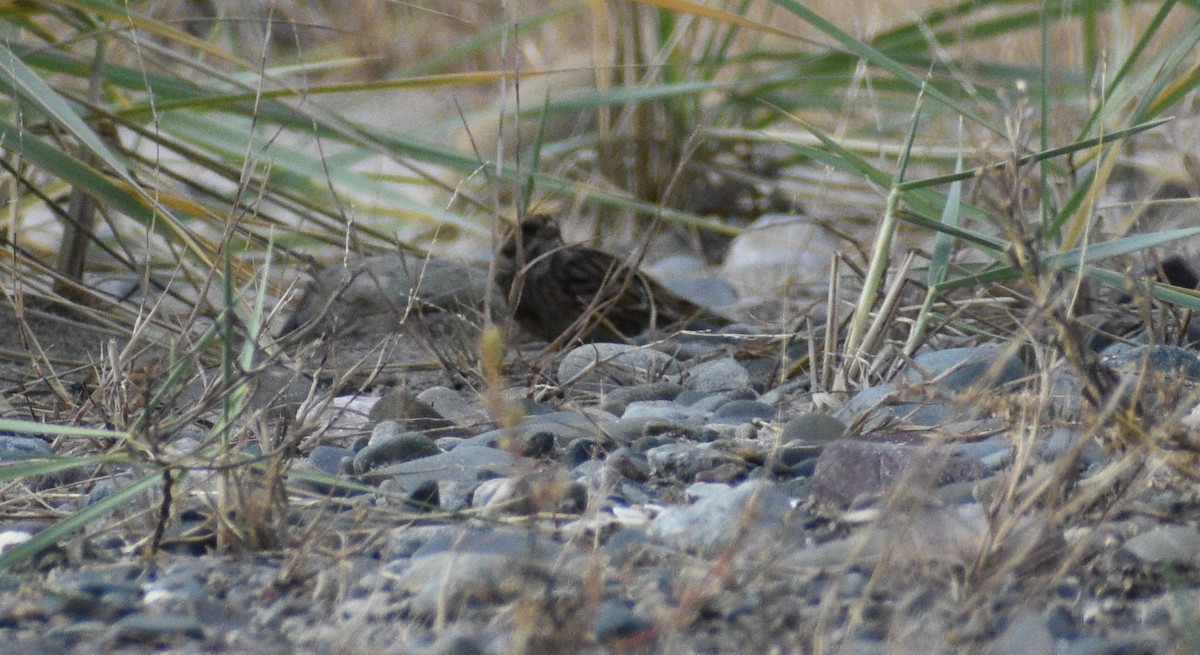 Lapland Longspur - ML644049770