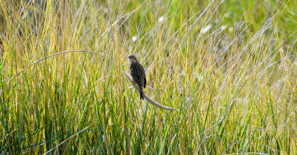 Savannah Sparrow (Savannah) - ML644049777
