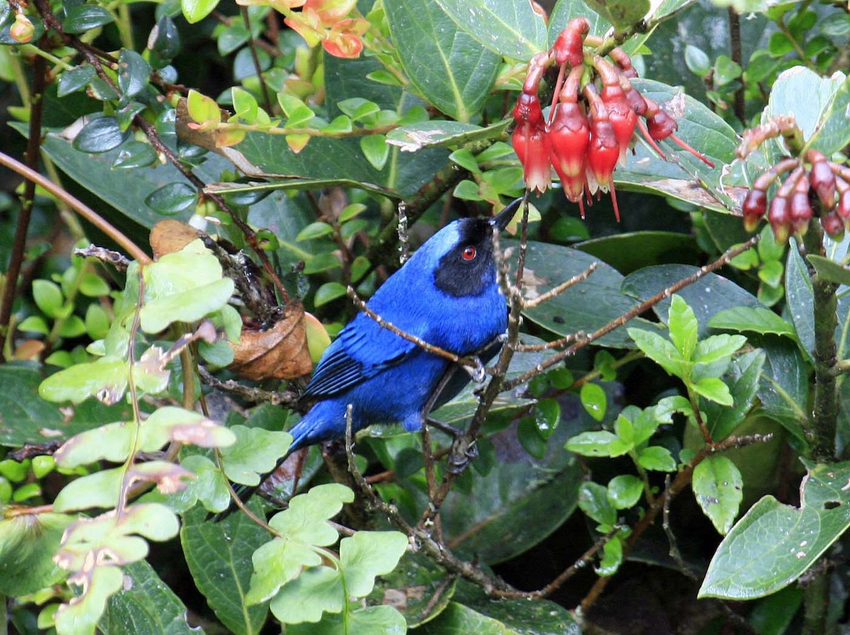 Masked Flowerpiercer - ML644049781