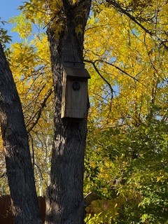 Western Screech-Owl - ML644049790
