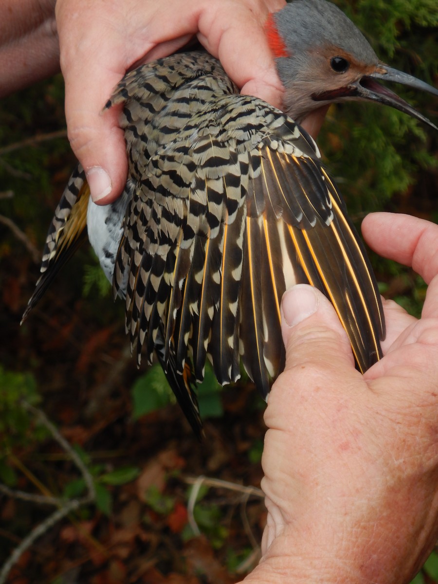 נקר צפון-אמריקני - ML644049807