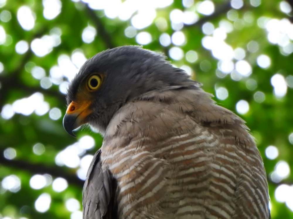 Roadside Hawk - ML644049817