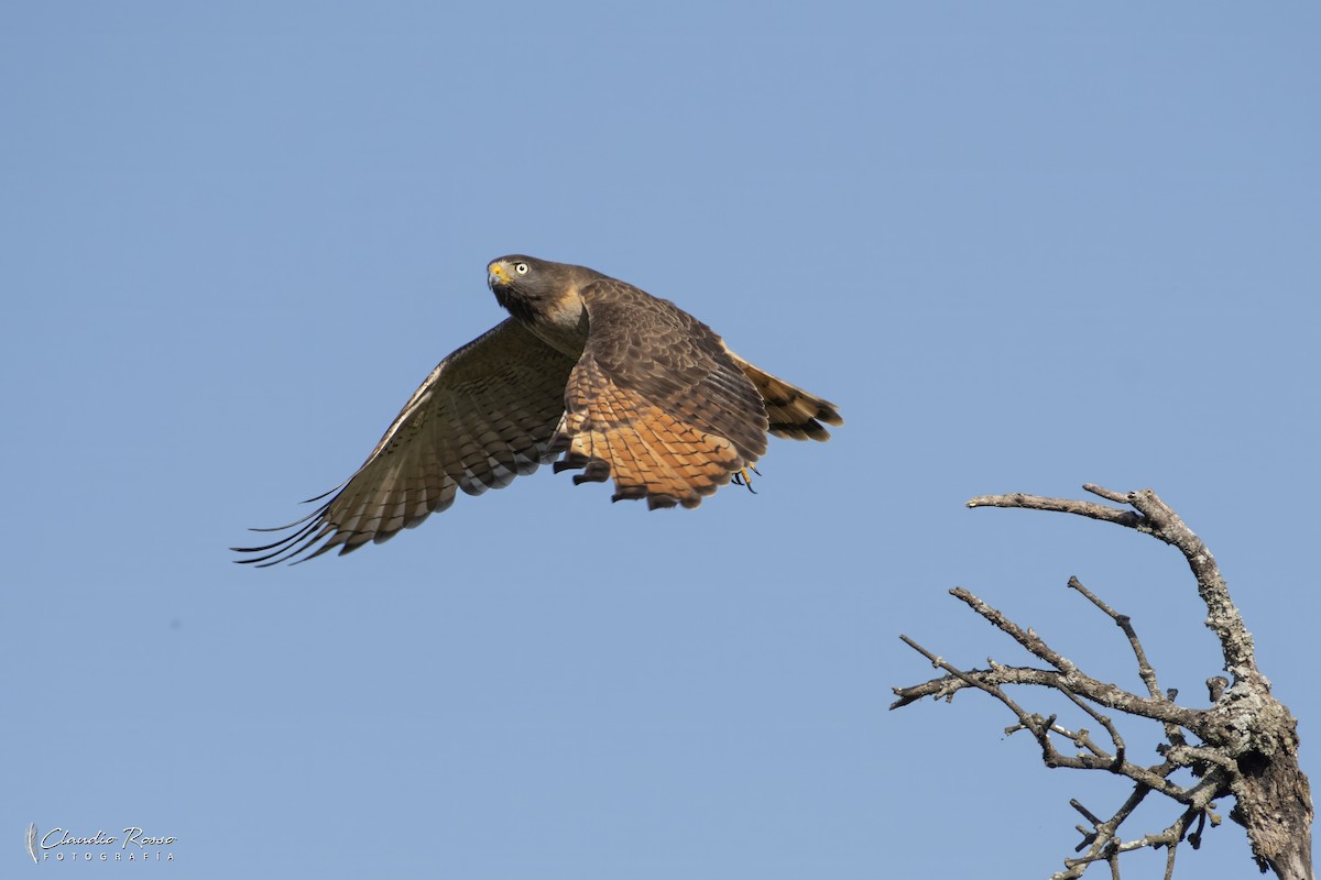 Roadside Hawk - ML644049822