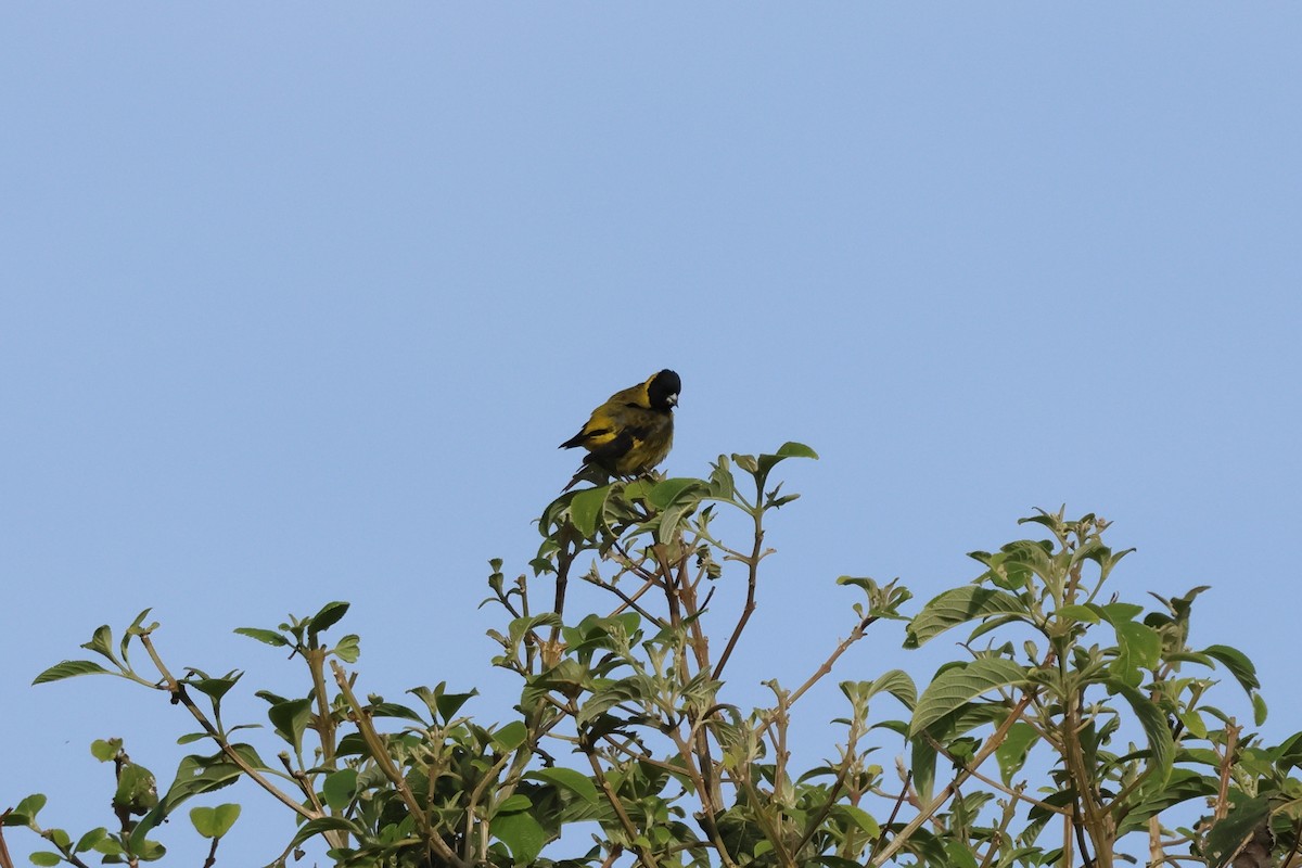 Black-headed Siskin - ML644049823