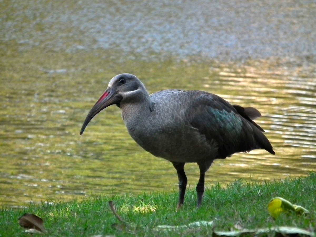 Ibis hagedash - ML644049824