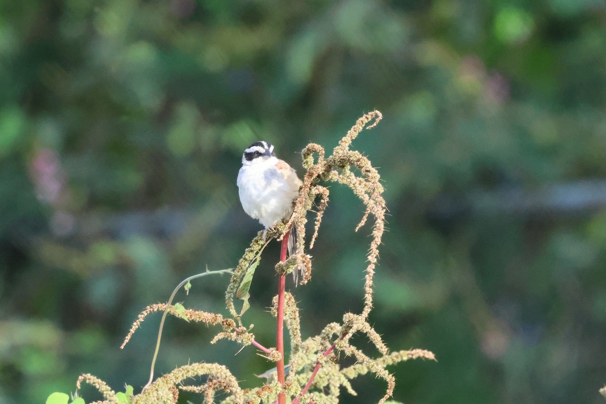 Чінголо широкобровий - ML644049838