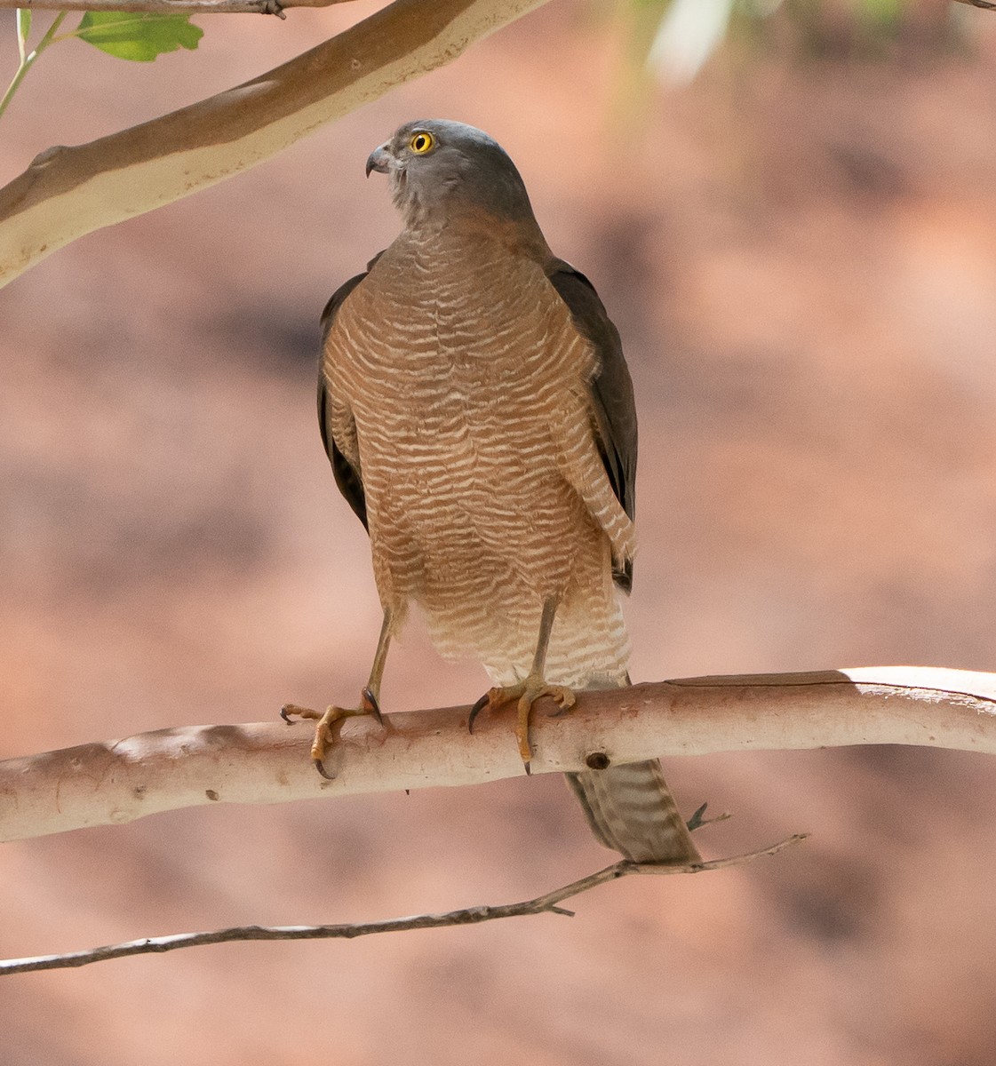 Épervier à collier roux - ML644049859