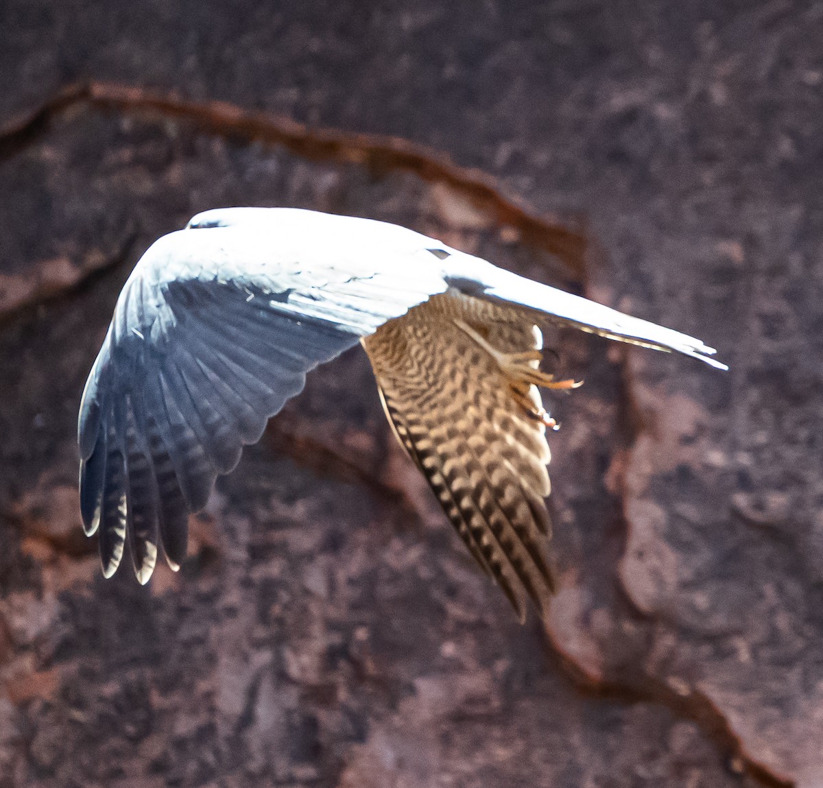 Épervier à collier roux - ML644049860