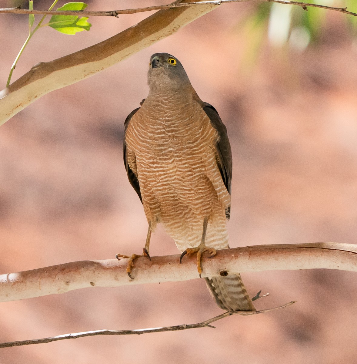 Épervier à collier roux - ML644049861