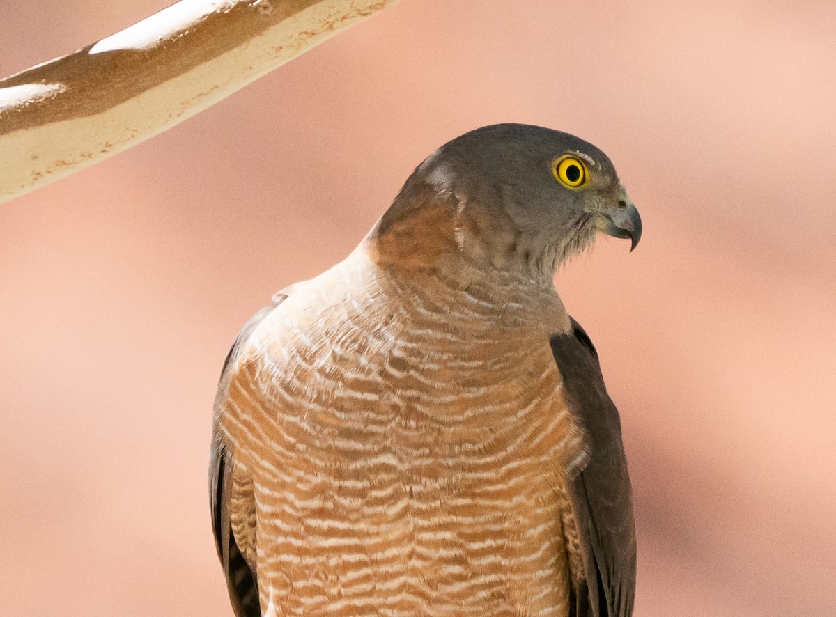 Épervier à collier roux - ML644049862