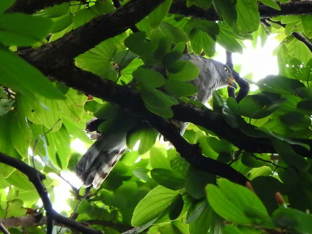 Roadside Hawk - ML644049863
