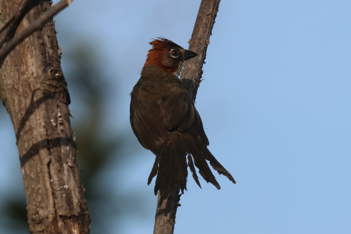 Kızıl Tepeli Yer Serçesi - ML644049864