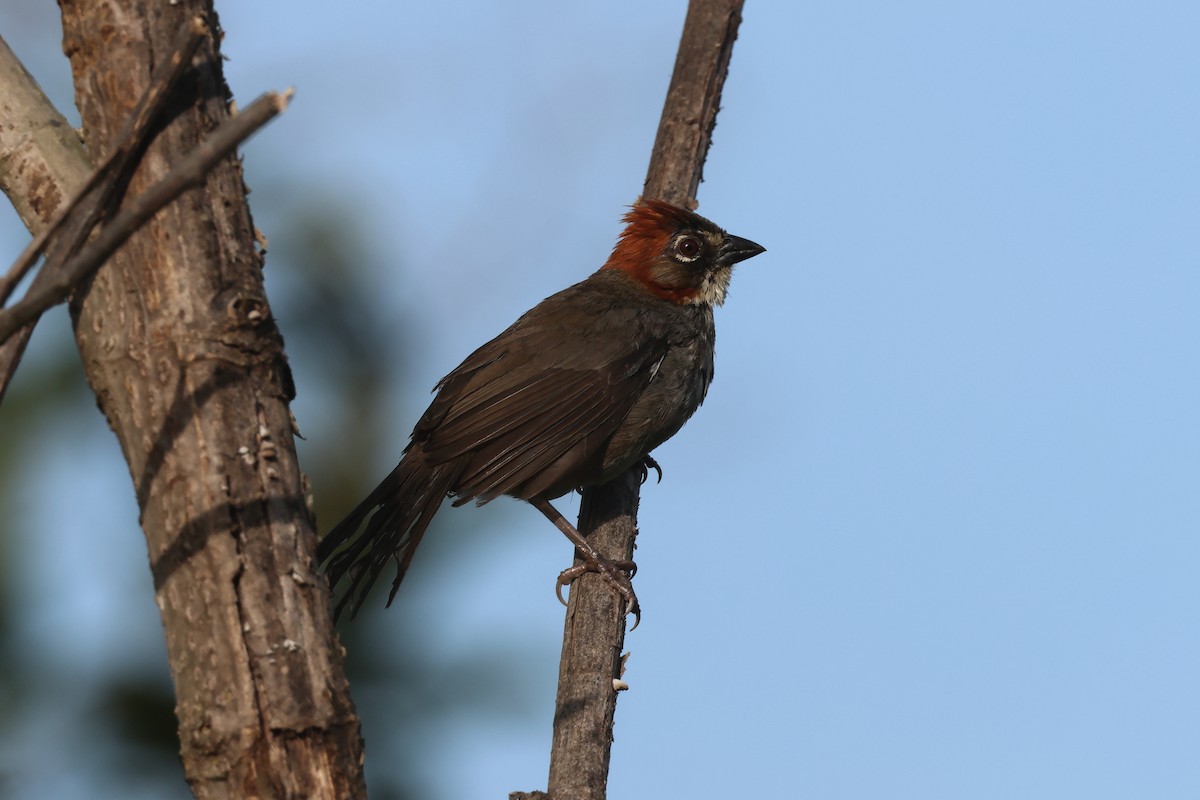 Kızıl Tepeli Yer Serçesi - ML644049865