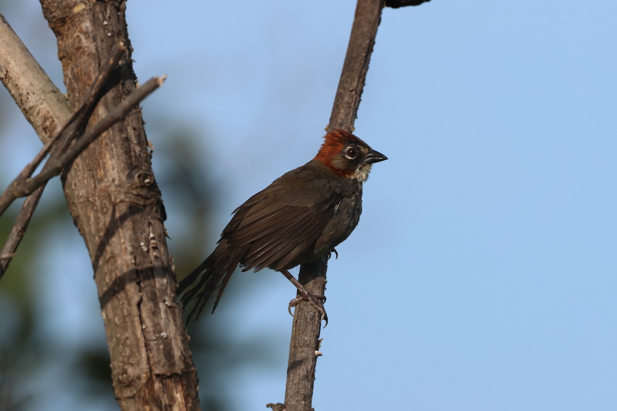 Kızıl Tepeli Yer Serçesi - ML644049866