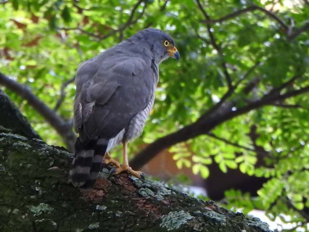 Roadside Hawk - ML644049867