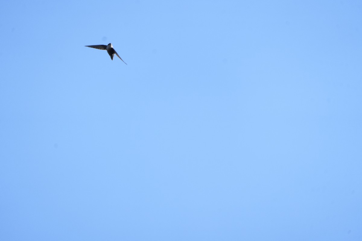 Vencejo de Chimenea - ML644049875