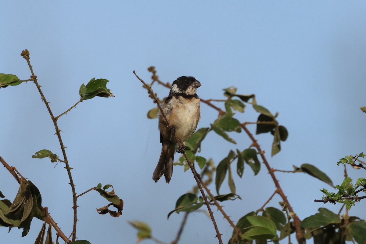 Cinnamon-rumped Seedeater - ML644049895