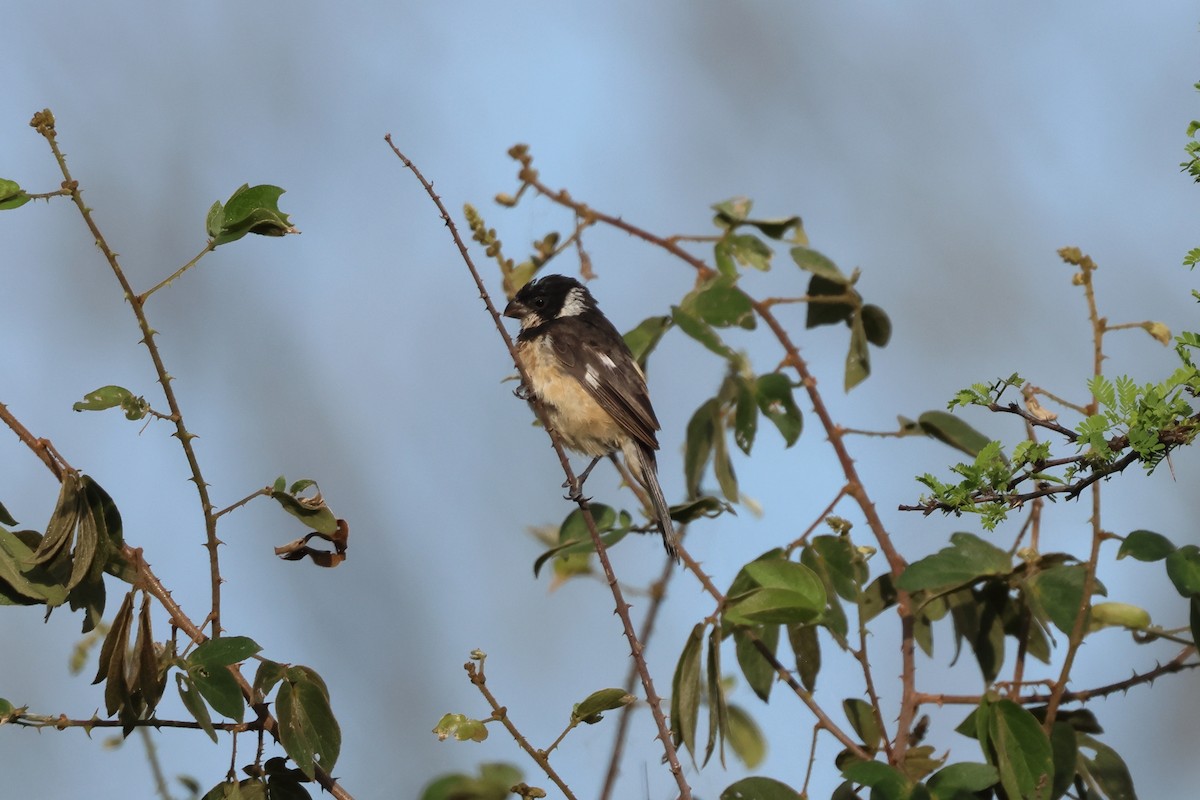 Cinnamon-rumped Seedeater - ML644049896
