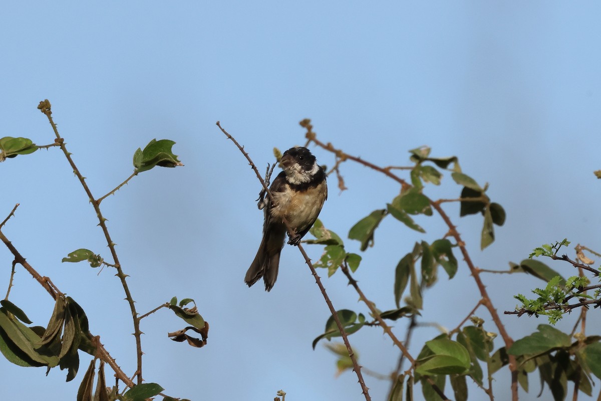 Cinnamon-rumped Seedeater - ML644049897