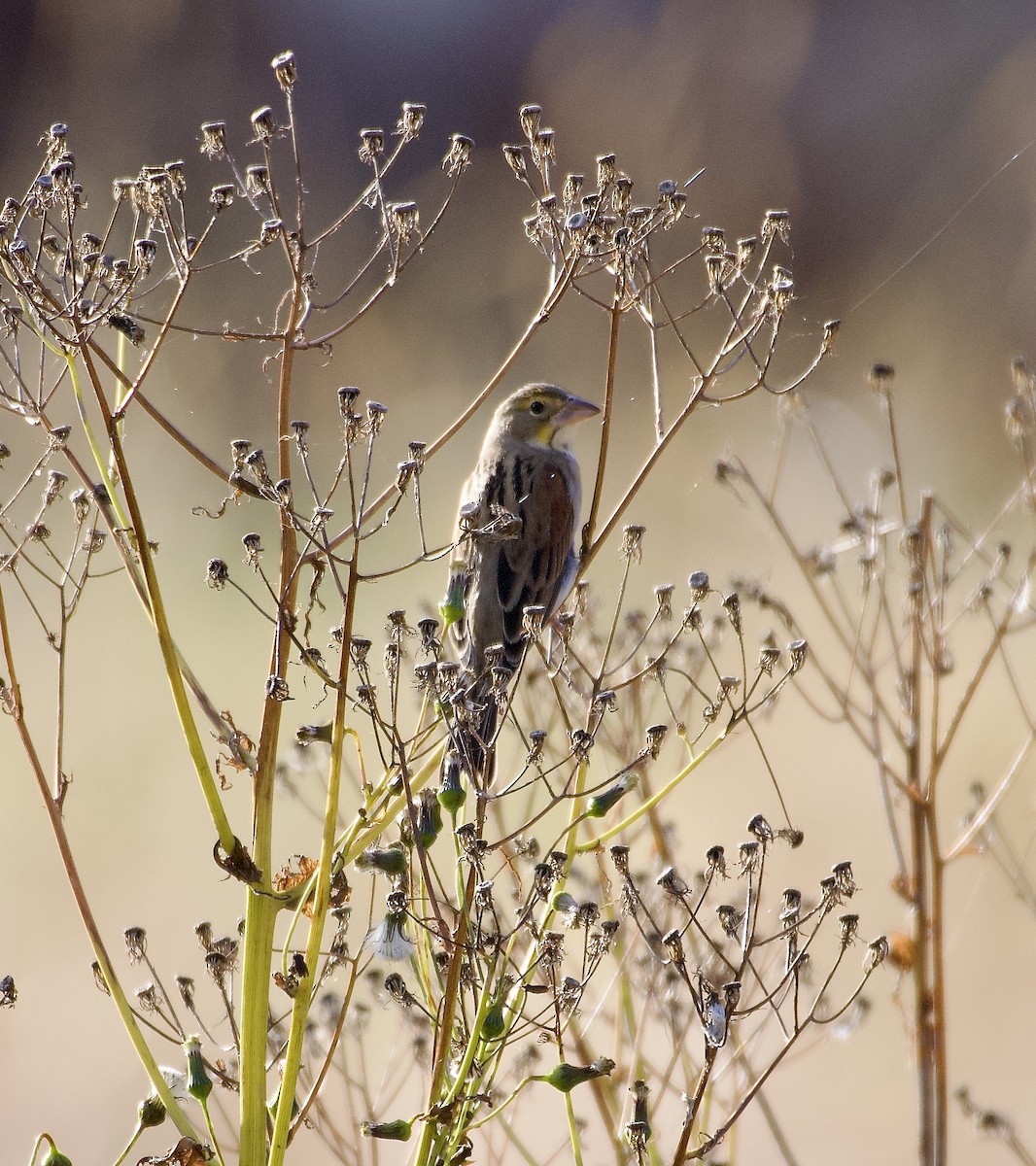 Dickcissel - ML644049899