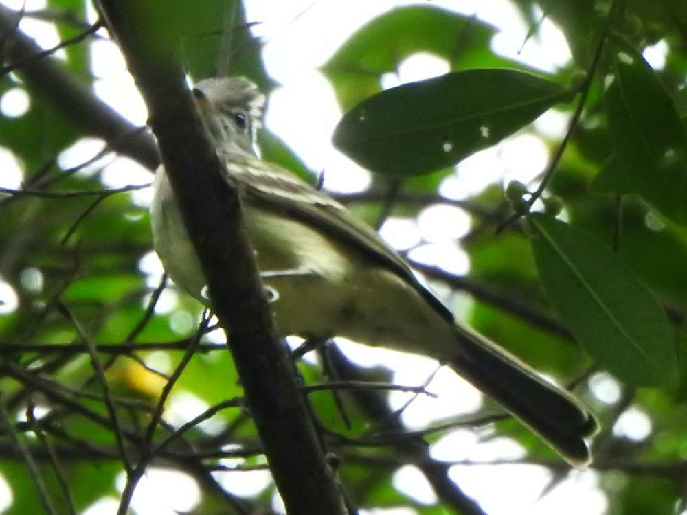 Yellow-bellied Elaenia - ML644049915