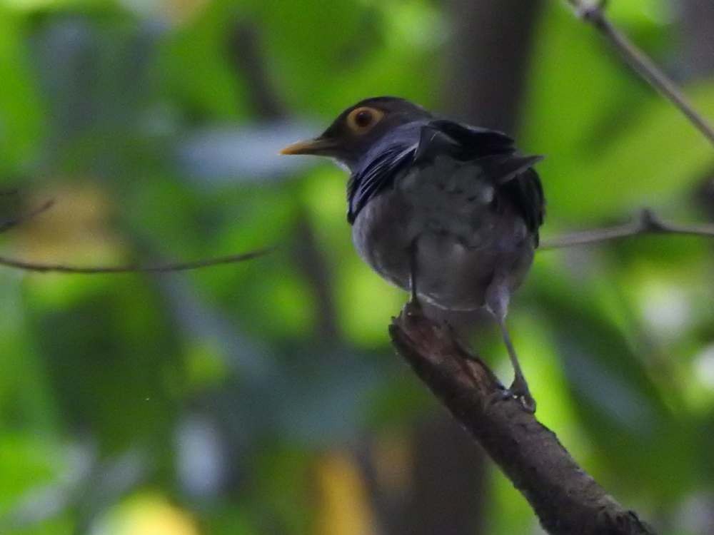 Spectacled Thrush - ML644049923