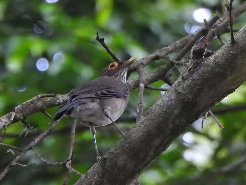 Spectacled Thrush - ML644049938