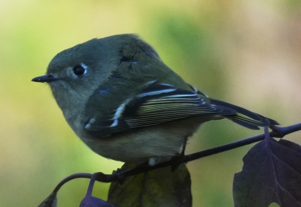 Ruby-crowned Kinglet - ML644049939