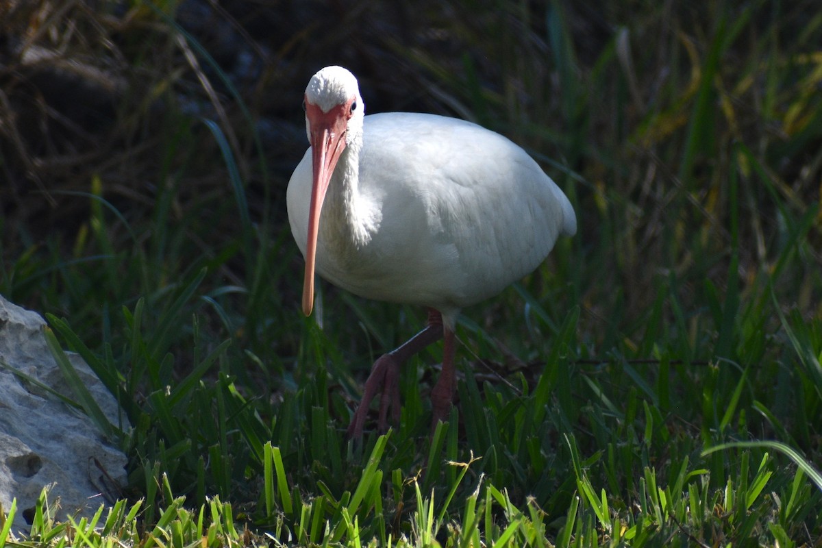 Ibis Blanco - ML644049948