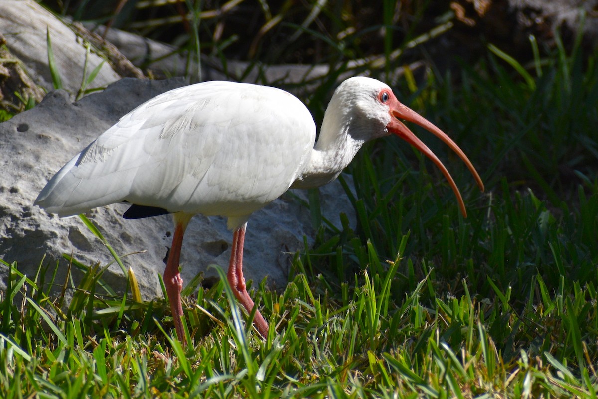 Ibis Blanco - ML644049949