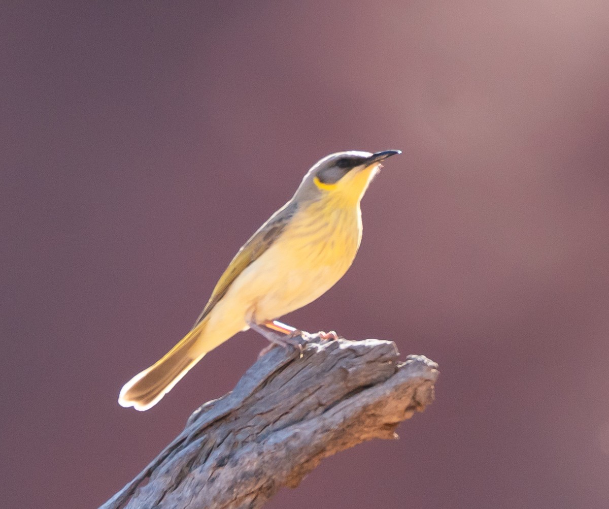 medosavka šedohlavá - ML644049955