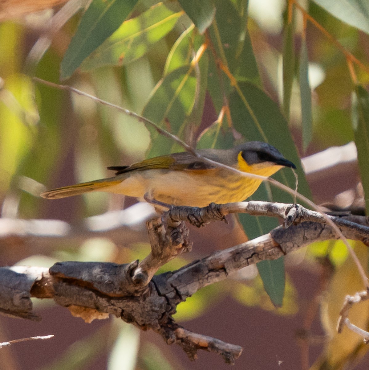 medosavka šedohlavá - ML644049956