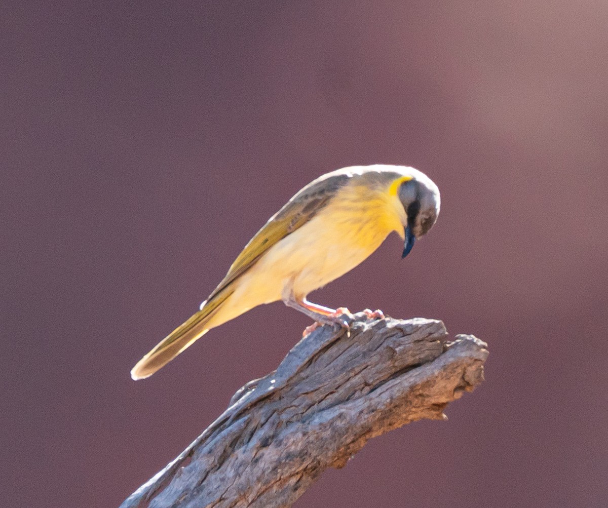 medosavka šedohlavá - ML644049957