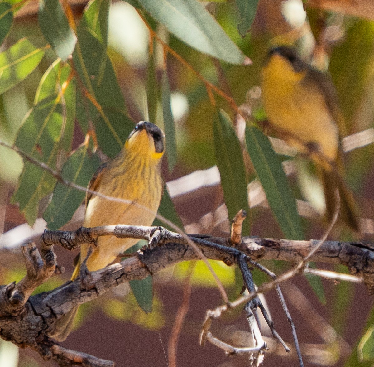medosavka šedohlavá - ML644049958