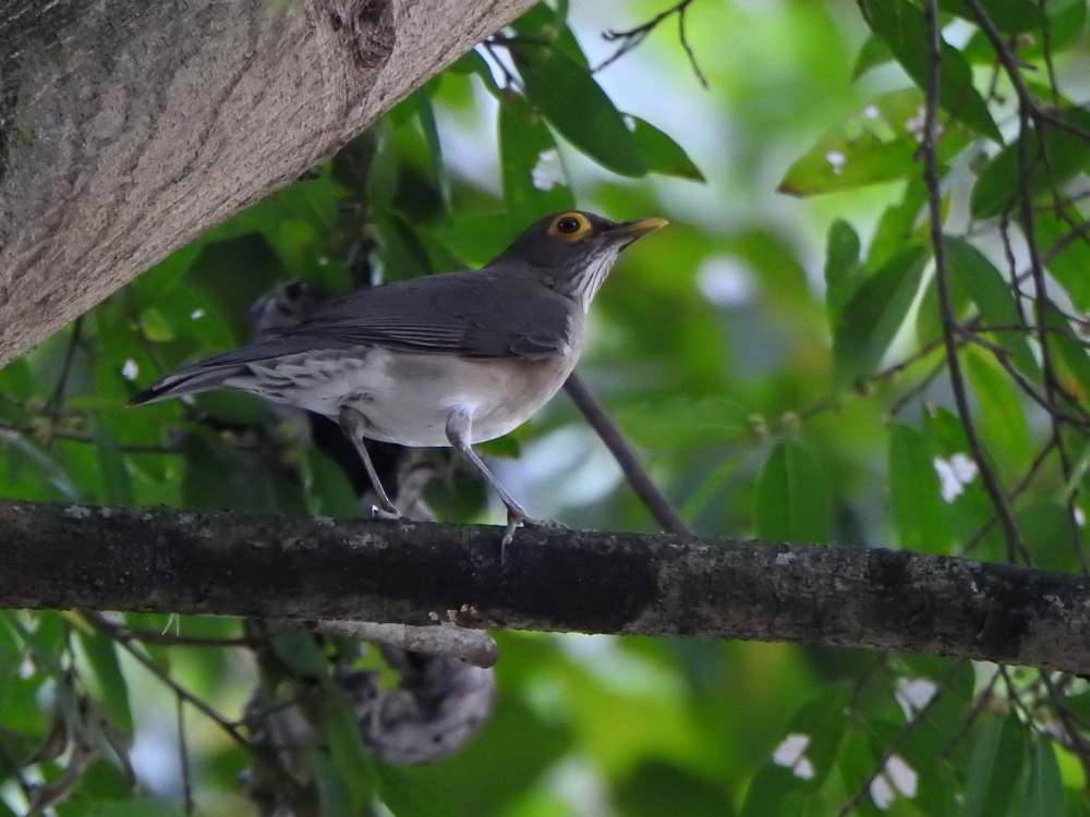Spectacled Thrush - ML644049961