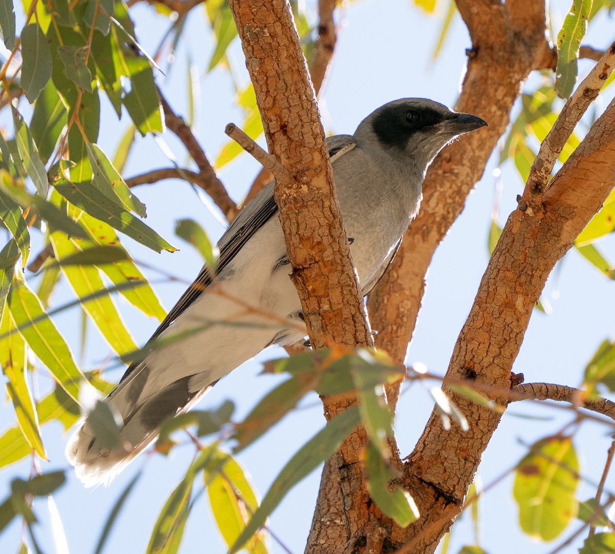 Black-faced Cuckooshrike - ML644049971