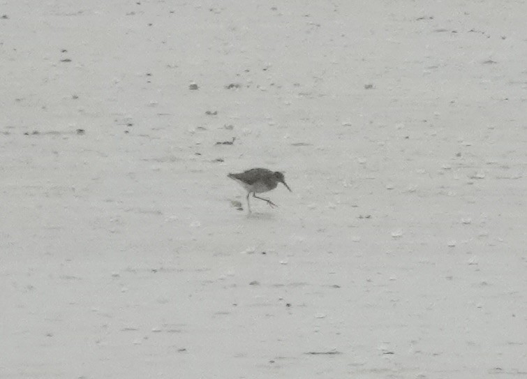 shorebird sp. - ML644049997