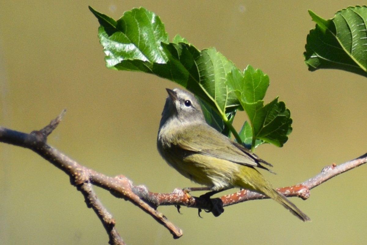 Orange-crowned Warbler - ML644050024