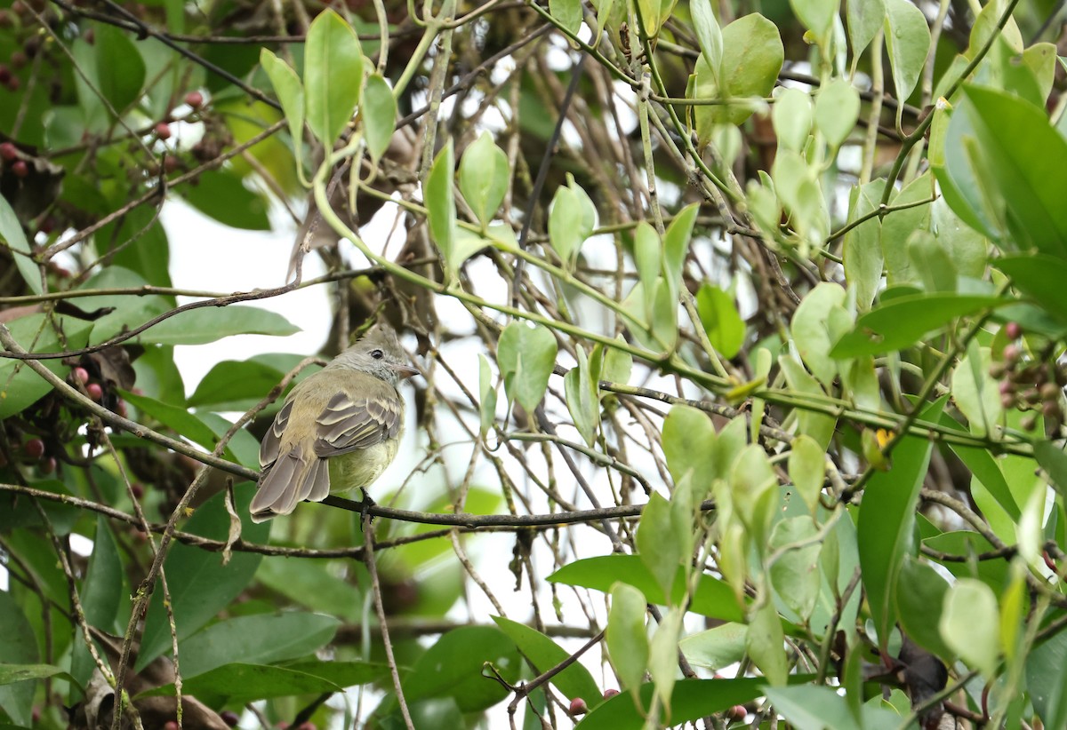 Yellow-bellied Elaenia - ML644050026