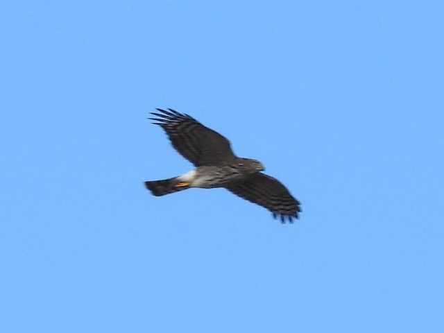 灰背隼 - ML644050032