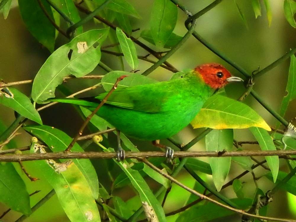 Bay-headed Tanager - ML644050036
